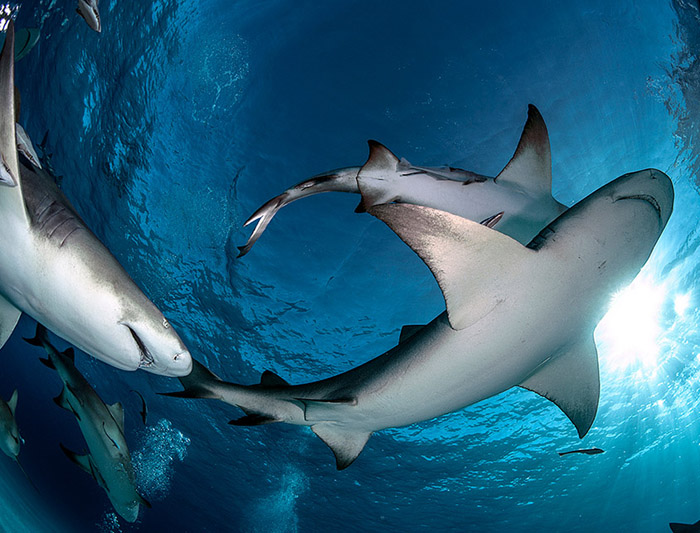 Акулы в объективе бразильского фотографа.