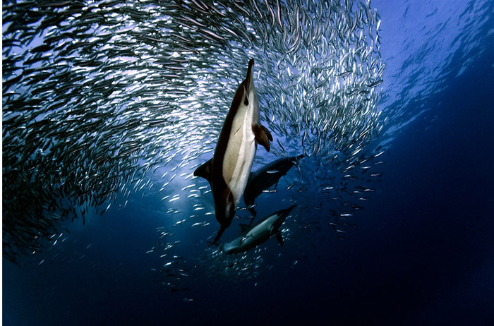 Дельфин обыкновенный. Автор фото: Daniel Botelho.