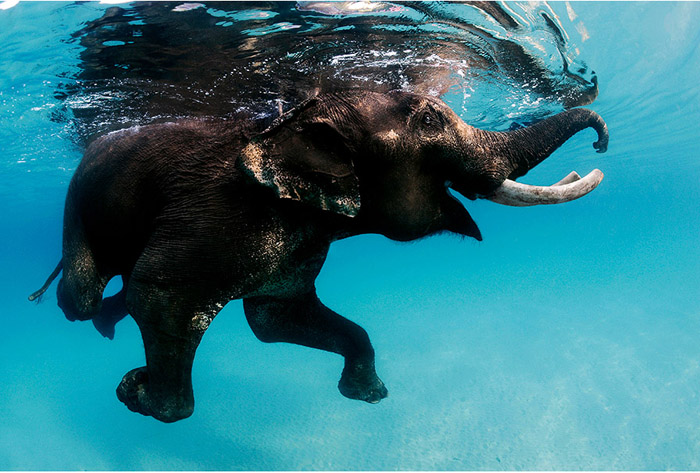 Плывущий слон. Автор фото: Daniel Botelho.