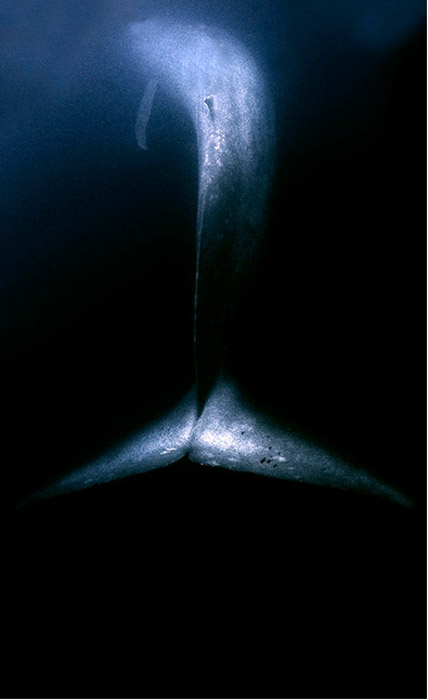 Подводный мир. Автор фото: Daniel Botelho.