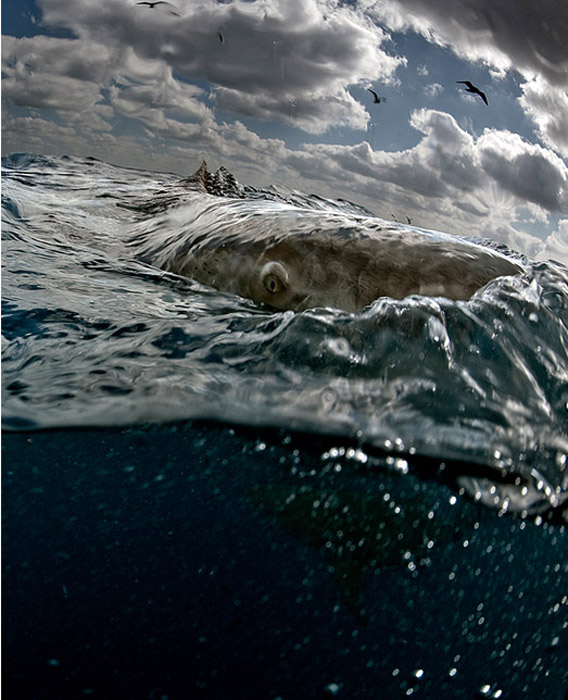 Фотографии китов от Даниэля Ботельо.