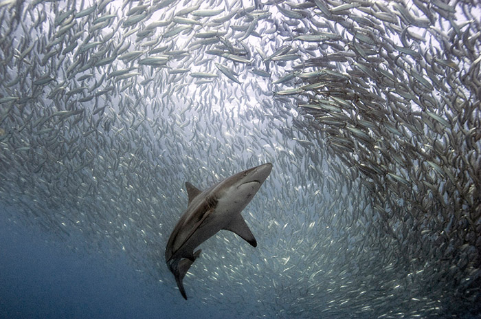 Черноперая акула. Автор фото: Daniel Botelho.