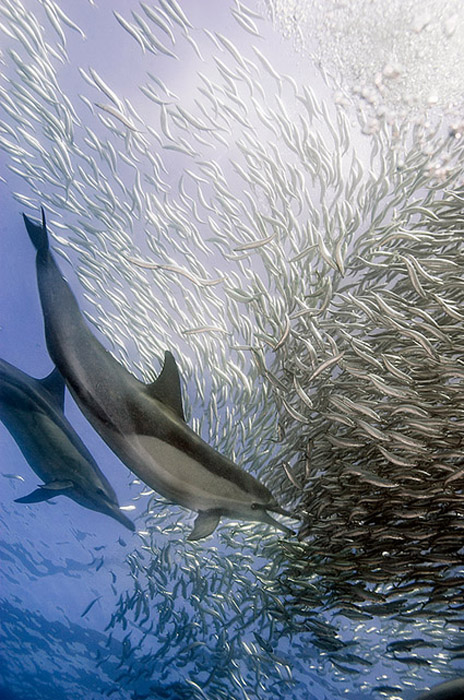 Дельфины в объективе бразильского фотографа.