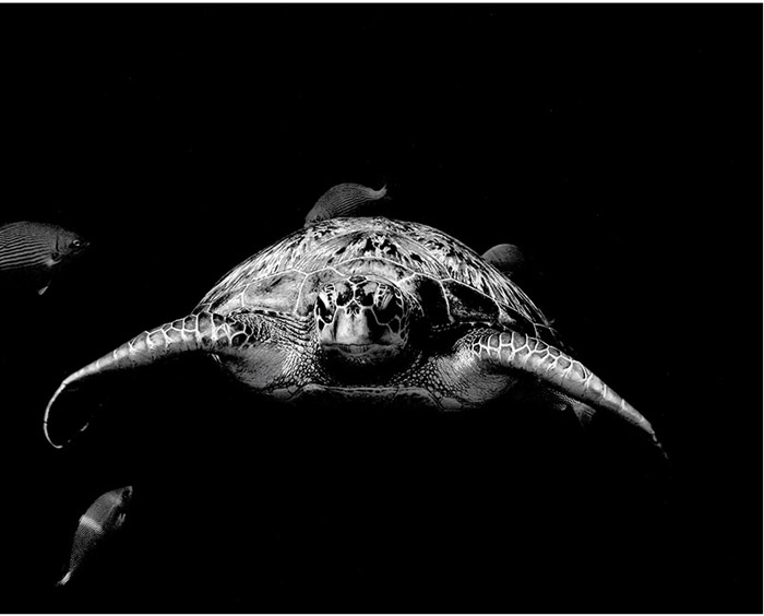 Черепаха.  Автор фото: Daniel Botelho.