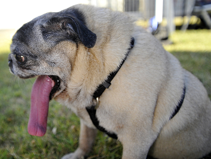 У большинства плоскомордых собак существуют большие проблемы с дыханием.