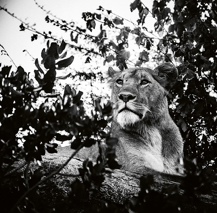 Львы на фотографиях Лорана Бахо.