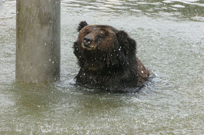 Медведице очень нравится плавать и плескаться в пруду.
