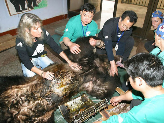 Волонтерам пришлось снимать тесный корсет и обрабатывать раны медведицы.