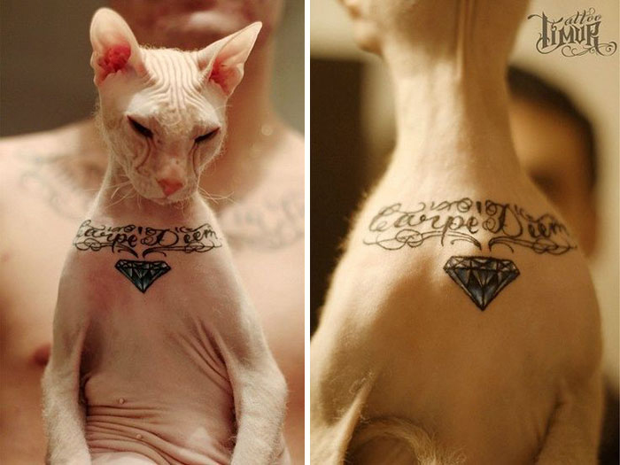 Татуировка у кота.