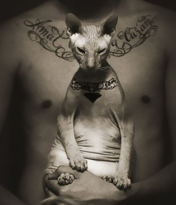 Татуированный кот-сфинкс.