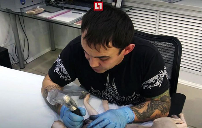 Мастер наносит татуировку усыпленному коту-сфинксу.