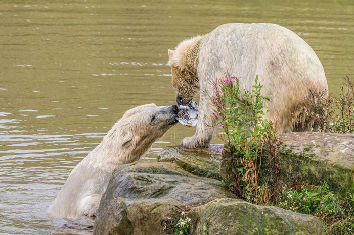 Полярные медведи в Yorkshire Wildlife Park.