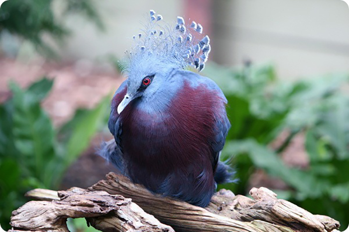 Веероносный венценосный голубь является редким и уязвимым видом.