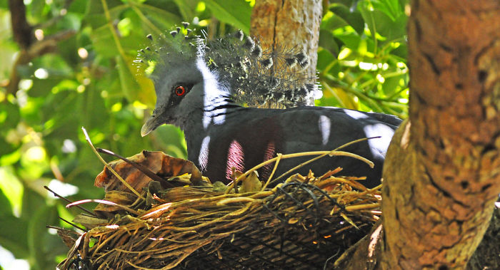 Веероносный венценосный голубь живет в Новой Гвинее.
