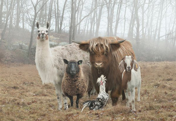 Фермерские животные позируют фотографу.