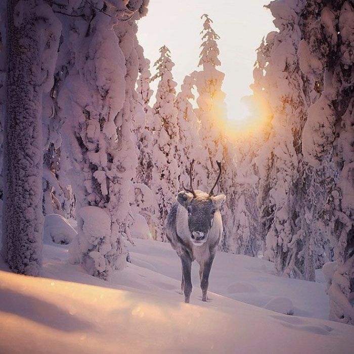 Лесной житель Скандинавии.
