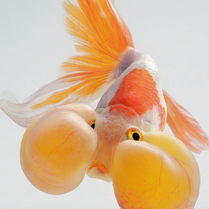 Пузыреглаз, разновидность золотой рыбки. Фото: Visarute Angkatavanich.