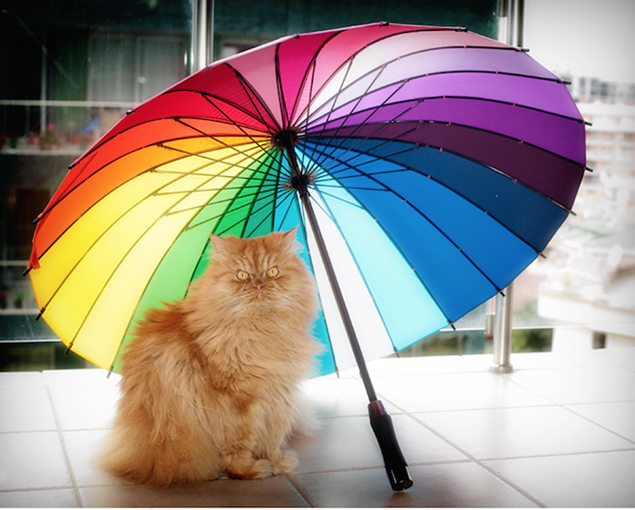 Как и многие коты, Гарфи любит сидеть под мокрым зонтиком.