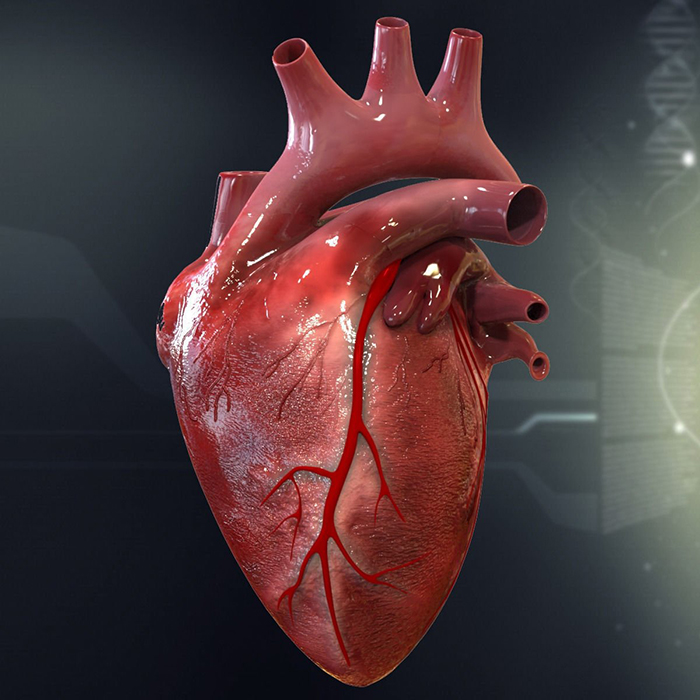 На 3D-принтере напечатают настоящее человеческое сердце | РБК Стиль