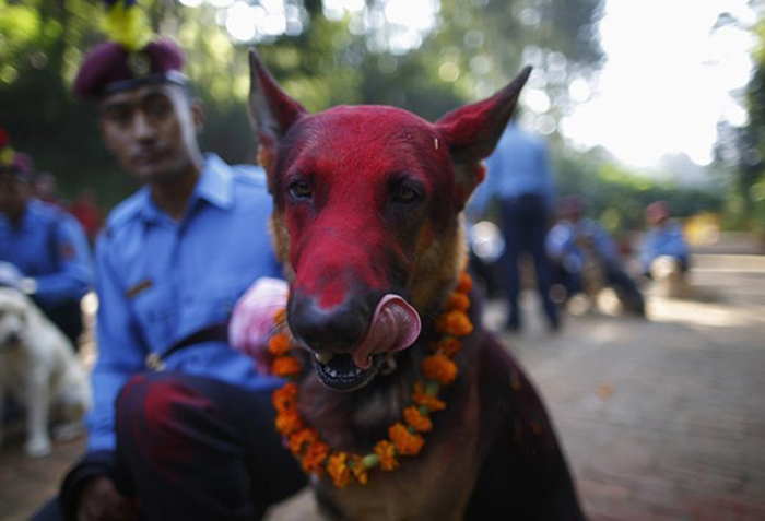 Собаки на фестивале огней в Непале.