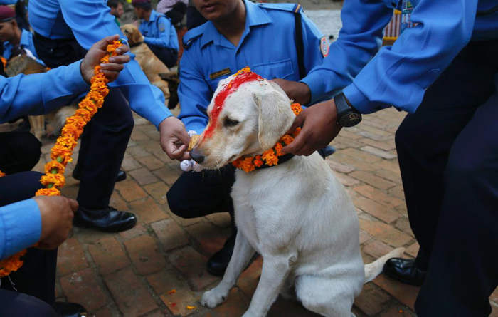 Тренировочная школа полицейских собак. Фестиваль Тихар в Катманду.