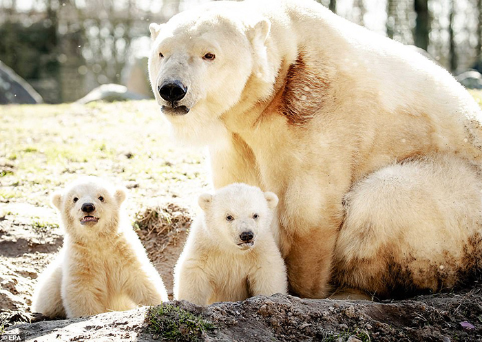 Мама-медведица со своими малышами.