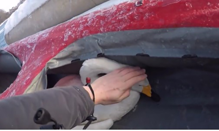 Спасатели смогла освободить птицу от ледяных оков.