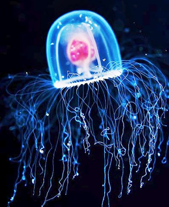 Бессмертная медуза.
