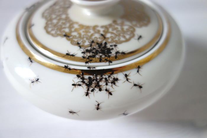 Осторожно: не перепутайте нарисованных муравьев с настоящими!