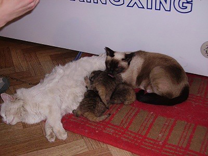 Чтобы выкормить котят, им нашли обычных домашних кошек, которые также в это время растили свое потомство.