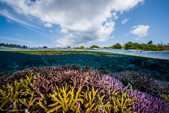 Океан у Соломоновых островов.  Фото: Matthew Smith.