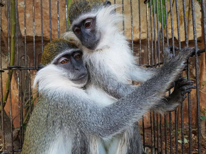 Спасатели уверены, что если бы у обезьянок не была такая тесная связь друг с другом, они бы уже сошли с ума.