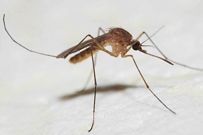Обычный комар.
