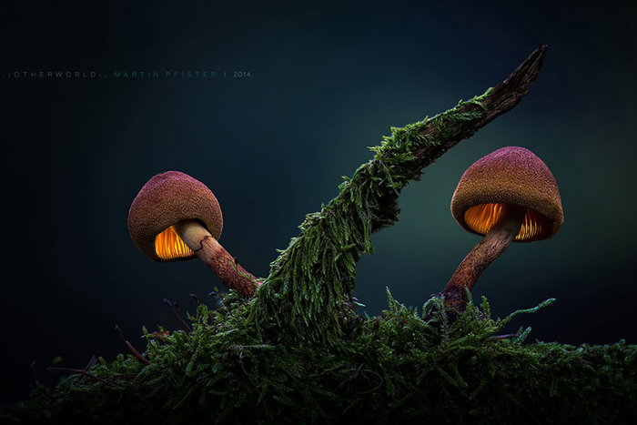 Лесные грибы.