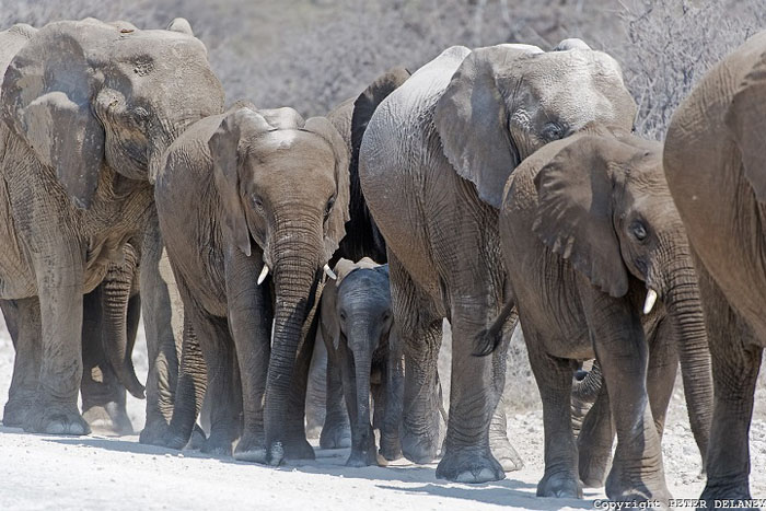 Африканские слоны на фотографиях Питера Делани.