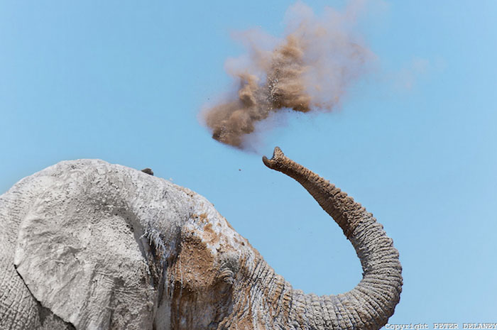 Слоны на фотографиях Питера Делани.
