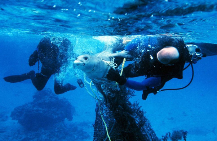Дайверы освобождают тюленя от пластиковой сети, которая может привести к смерти животного. Фото: NOAA.