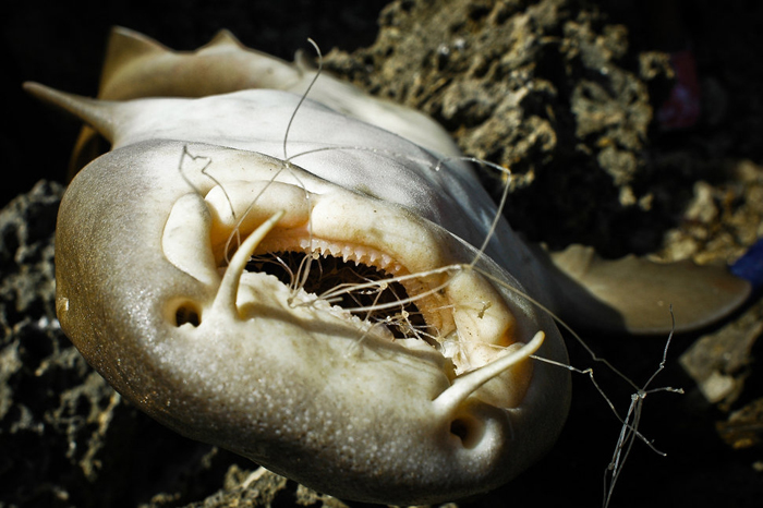 Акула с пластиковым мусором во рту. Фото: Aaron ODea.
