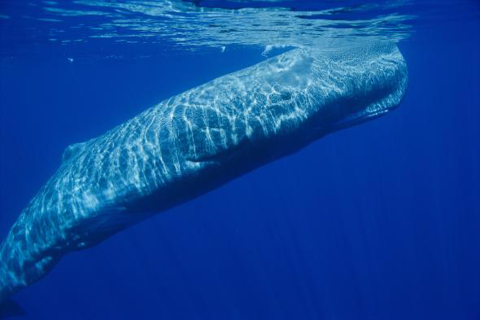 Кашалот - глубоководный кит.