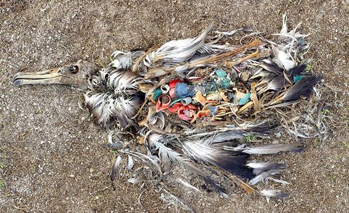 Пластик внутри умершей чайки.