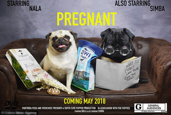 *Постер к фильму* Беременная! Ждите в мае 2018. В ролях: Нала и Симба.