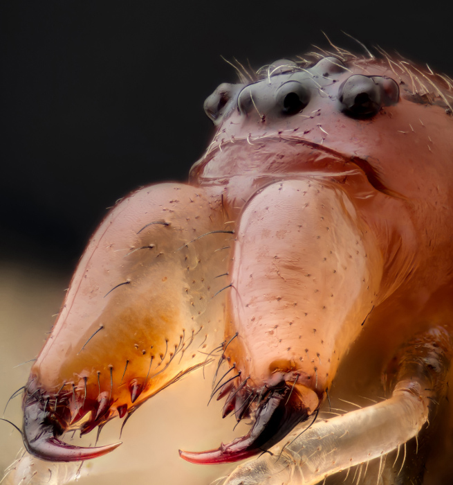 Челюсти и голова паука Metellina sp. 10х. Автор фото: Geir Drange.