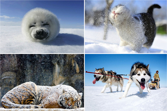 Очаровательные животные в снегу.