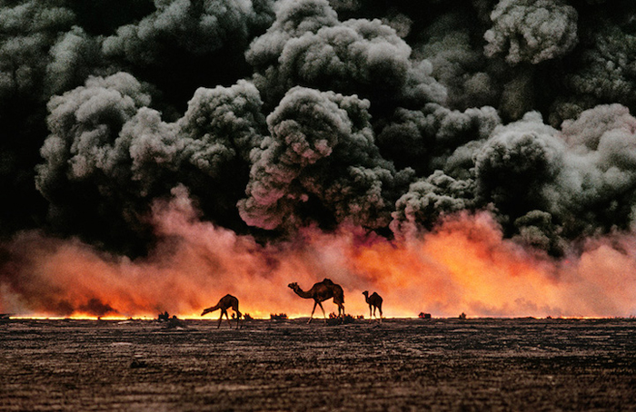 Верблюды в районе нефтяного месторождения, Кувейт, 1991г.