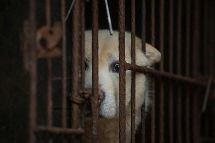 Теперь поедание мяса собак может стоит нарушителю на Тайване 8 000 долларов штрафа. ¦ Фото:  dailymail.co.uk.