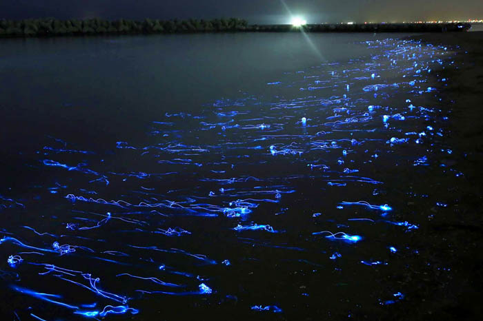 Светящиеся кальмары около берегов Японии.