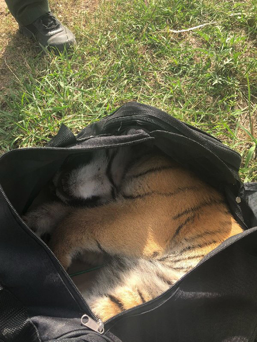 Внутри сумки пограничники обнаружили тигренка.