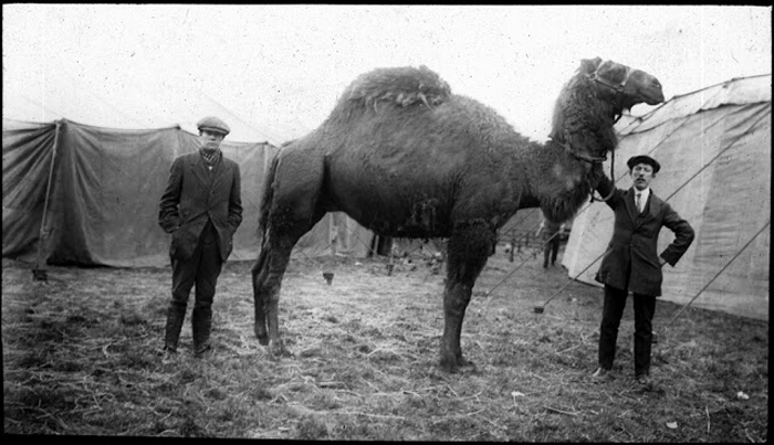 Мужчины позируют рядом с верблюдом.