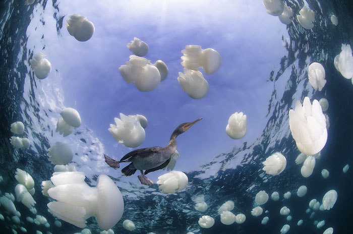 Большой баклан (Phalacrocorax lucidus) и медузы Коренерот (Rhizostoma pulmo), Бахрейн. Фото: Hani Bader.