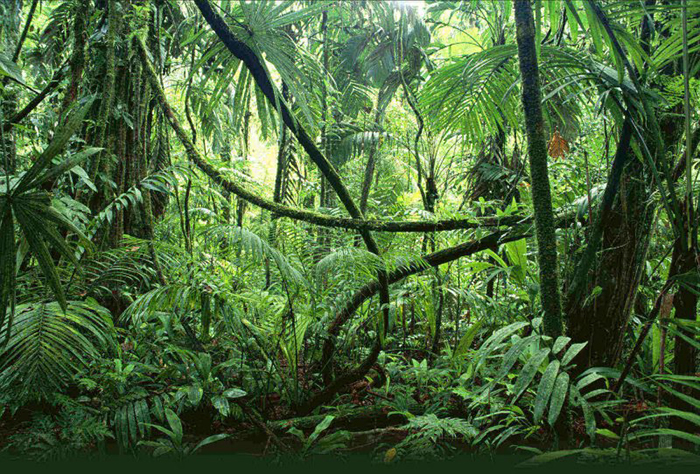 Вьетнамские джунгли.